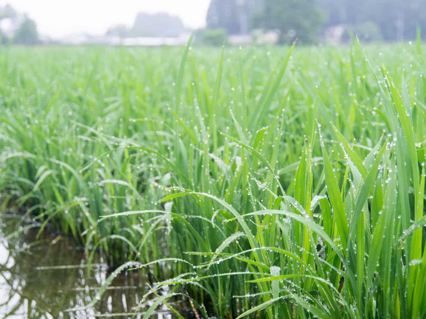 令和6年産 新米 大雨は稲にとって恵みに雨になりました